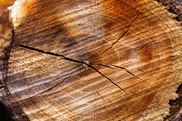 rings and cracks on a tree stump