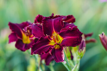 Hemerocallis, Bela Lugosi Daylily in summer