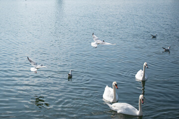 swans swimming on the lake