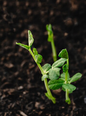 Young peas seedling stands in plastic pot. Plant in ground. Soil background. Copy space. Cultivation in greenhouse. Young sprout. Gardening hobby. Harvest growing. Closeup. Soft focus
