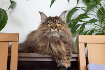 Cute furry Maine Coon cat with yellow-green eyes and long beige-brown fur. Close up portrait, shadow depth. Large domestic long-hair breed, dense coat and ruff along chest. Front view. Green leaves.