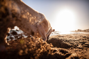 Perro en la playa 