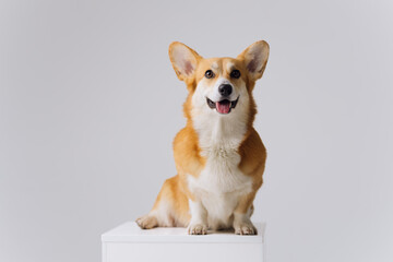 Adorable cute Welsh Corgi Pembroke sitting on white background and looking at side. Most popular...