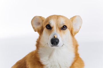 Adorable cute Welsh Corgi Pembroke sitting with a piece of dog dry food formula on its nose on white background. Most popular breed of Dog