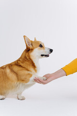 Adorable cute Welsh Corgi Pembroke giving a paw to an owner on white studio background. Most popular breed of Dog. Person training a dog with treats