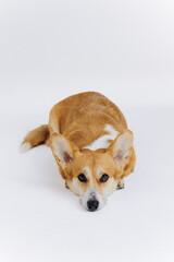 Adorable cute Welsh Corgi Pembroke lying on white background and looking at camera. Most popular breed of Dog
