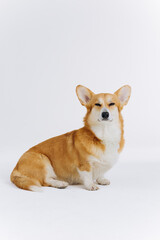 Adorable cute Welsh Corgi Pembroke sitting on white background and looking at camera. Most popular breed of Dog