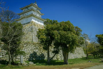 : 兵庫県・明石城跡、石垣と3月の雪柳の自然樹形