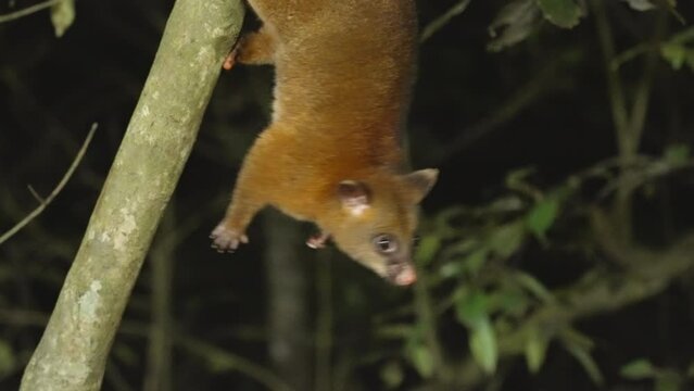 a night clip of a coppery brushtail possum hanging from a tree trunk at a rainforest in north qld, australia