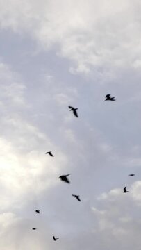 Flock of crows. Many birds flying against grey sky, Silhouettes of black birds high in the sky. Black crows fly Vertical video