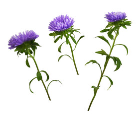 Set of purple aster flower isolated on white or transparent background