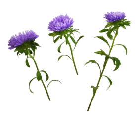 Set of purple aster flower isolated on white or transparent background