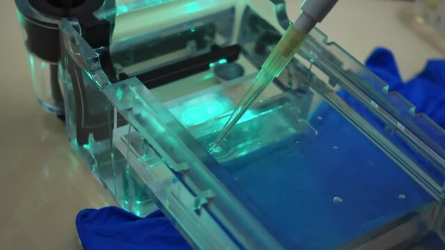 Adding DNA to the agarose gel using an automatic pipette. Method for studying DNA in the laboratory.