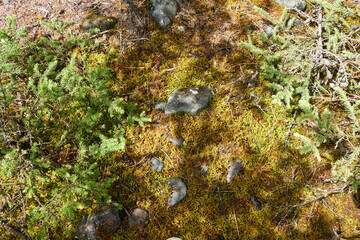 Moss in a coniferous forest view from above. Beautiful photo wallpaper.