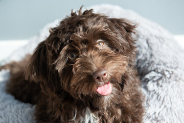 Puppy rests at home. Cute designer breed little dog, yorkshire terrier and poodle mix. Adorable pet's indoor portrait