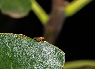 tiny orange fly with red eyes called  Sobarocephala flaviseta found on tree leaves in the backyard in Adelaide, South Australia