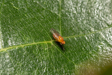 tiny orange fly with red eyes called  Sobarocephala flaviseta found on tree leaves in the backyard in Adelaide, South Australia