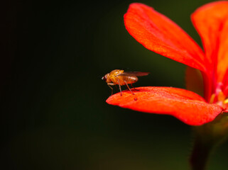 tiny orange bug called  Sobarocephala flaviseta on a red flower pedal against a dark background