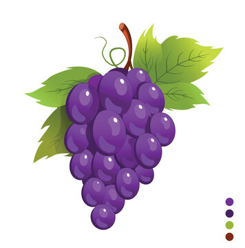 illustration of a bunch of black grapes, complete with green leaves