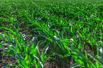 Green field of young corn with clean rows