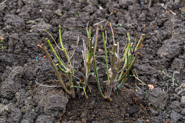 Cropped rose bushes for the winter