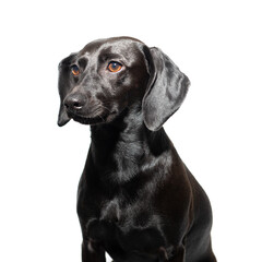 Small black dog posing over white background. Adorable pet's indoor portrait