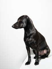 Small black dog posing over white background. Adorable pet's indoor portrait