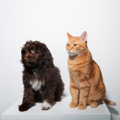 Cute brown curly puppy Maltipu and young red tabby kitty sitting together at studio over white background. Friendship of dog and cat