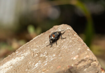 macro shot of a fly on a brick outdoors in Adelaide