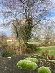 Moos auf einer Steinmauer im Frühling im Park mit Kirschbaum im Hintergrund 