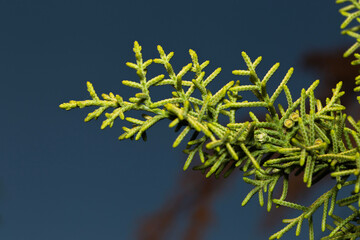 Cupressus dupreziana tree growing in Adelaide, South Australia during summer