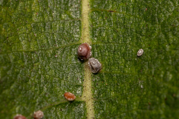 barnacle like scale insects on a fig tree leaf