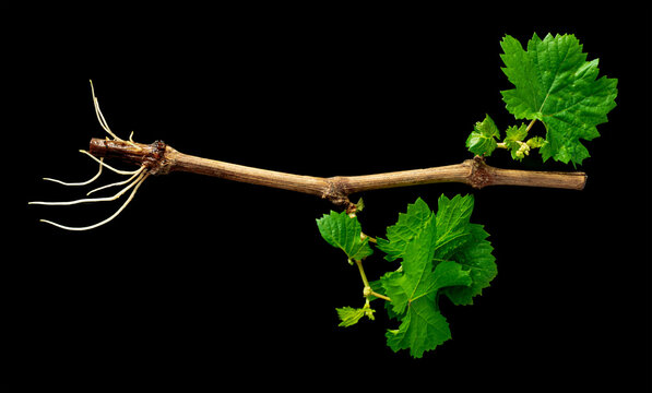 A grape seedling with small leaves and roots on a black background. Growing grapes by cuttings