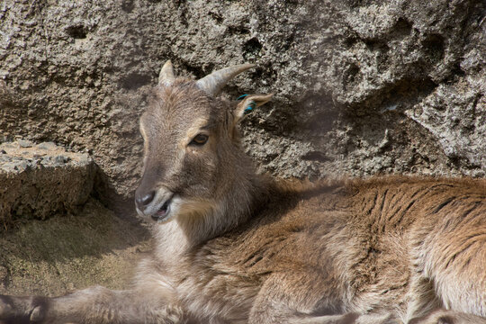 ヒマラヤタール