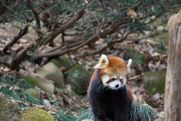 レッサーパンダ