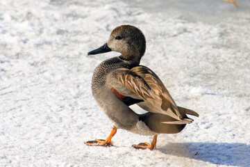 Mallard duck in snow çamurcun