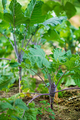 Close up of fresh organic kohlrabi in the garden