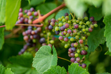 organic grapes in the garden
