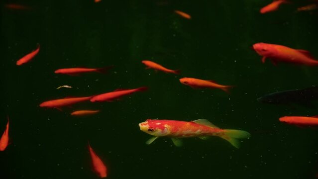 Colorful decorative red Japanese Koi Carps Fish (Cyprinus carpio) in an artificial pond top view