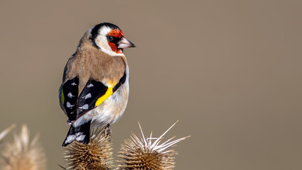 Eurorasian Goldfinch on a branch