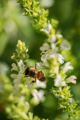 A bumblebee pollinating white flower Salvia aethiopis also known as Mediterranean or African sage.