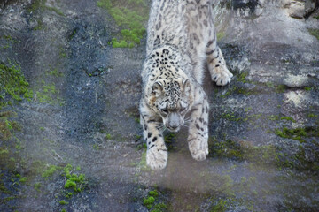 ユキヒョウ