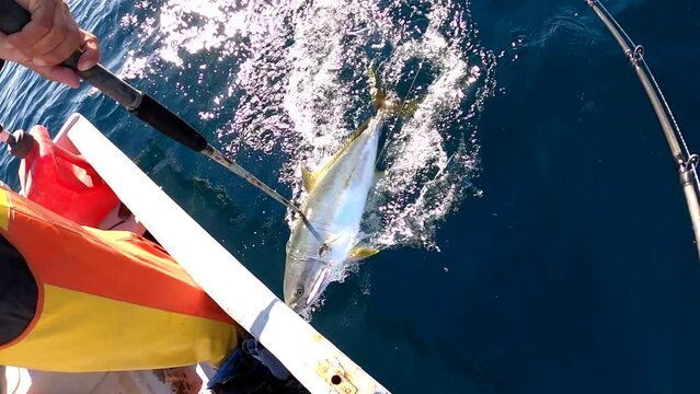 Yellowtail fish gaffed quickly by fishermen in yellow orange waders
