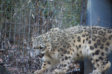 ユキヒョウ