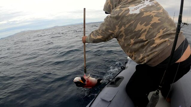 Fisherman gaffs sheepshead fish and raises it triumphantly