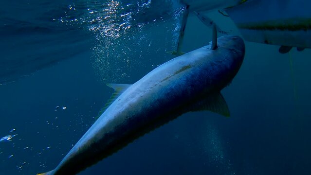 Gaff POV as yellowtail fish rises to surface and is brough aboard the boat