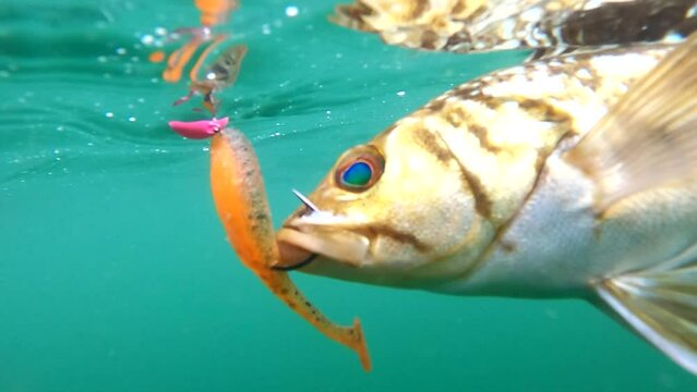 Calico bass fish caught on jig lure floats at surface tight angle