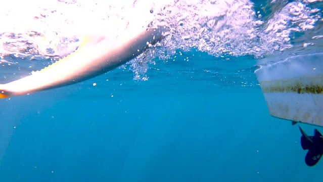 Yellowtail fish is quickly gaffed and brought aboard after caught by crankbait lure
