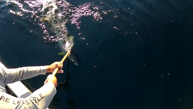 Fisherman gaffs yellowtail fish caught on crankbait lure out of water under golden light
