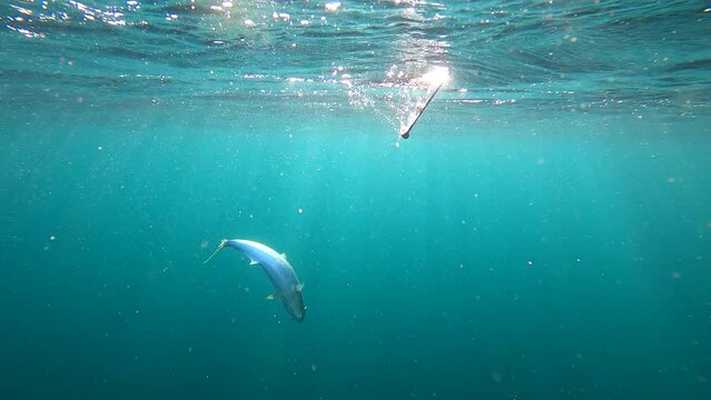 Fishing rod tugged under the deep blue ocean water as yellowtail fish fights to get away